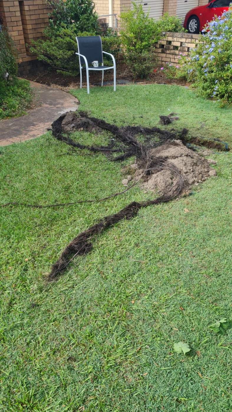 Damaged drain tree roots